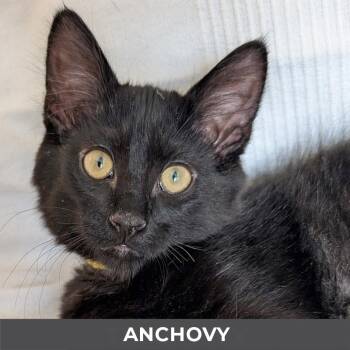 Domestic Medium Hair Cats Available for Adoption in Toronto, Ontario - Anchovy | PetCurious