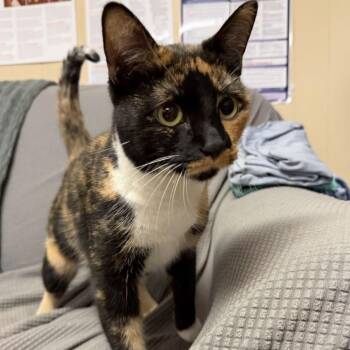 Coraline -  Domestic Short Hair Cat for Adoption in Buffalo, Minnesota - Coraline | PetCurious