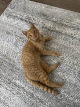 Domestic Short Hair Cats Available for Adoption in O