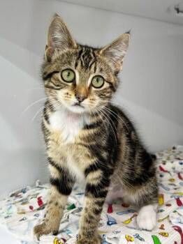 Grub -  Domestic Short Hair Cat for Adoption in Elmira, New York - Grub | PetCurious