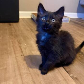 Chamomile -  Domestic Long Hair Cat for Adoption in Jarrettsville, Maryland - Chamomile | PetCurious