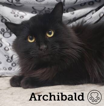Rescue Domestic Long Hair Cats for Adoption in Montreal, Quebec - Archibald | PetCurious