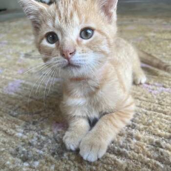 Tangerine -  Domestic Short Hair Cat for Adoption in Chattanooga, Tennessee - Tangerine | PetCurious