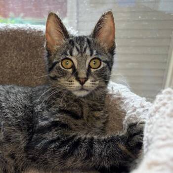 Finch BurrPurr 56607 -  Domestic Short Hair Cat for Adoption in Eaton Rapids, Michigan - Finch BurrPurr 56607 | PetCurious
