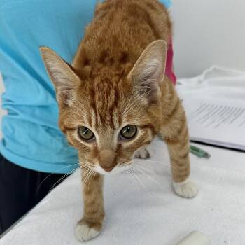 Ginger -  Tabby Cat for Adoption in Marina Del Rey, California - Ginger | PetCurious