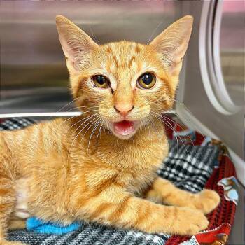 Gibby -  Domestic Short Hair Cat for Adoption in Hannibal, Missouri - Gibby | PetCurious