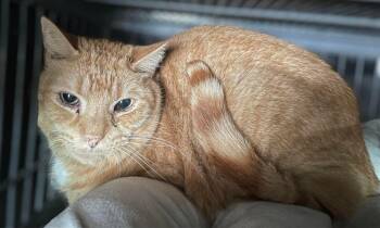 Domestic Short Hair Cats Available for Adoption - Big OJ | PetCurious