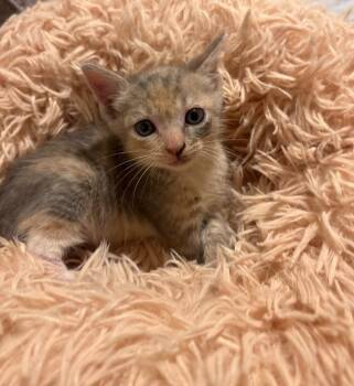 Ziva -  Calico Cat for Adoption in Miami, Florida - Ziva | PetCurious