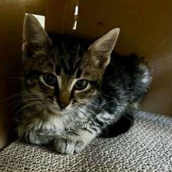 Rescue Tabby Cats for Adoption in Calgary, Alberta - Scrufflebuns | PetCurious