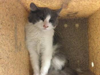 Domestic Short Hair Cats Available for Adoption - VIPER | PetCurious