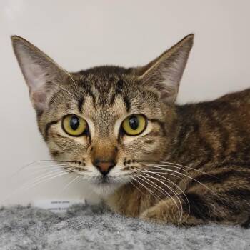 Domestic Short Hair Cats Available for Adoption - Chi Chi | PetCurious