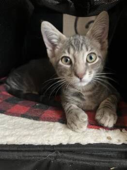 Mai -  Domestic Short Hair Cat for Adoption in El Paso, Texas - Mai | PetCurious