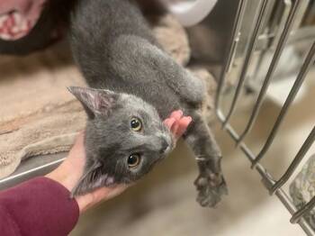 KERMIT THE FROG -  Domestic Short Hair Cat for Adoption in Fort Wayne, Indiana - KERMIT THE FROG | PetCurious