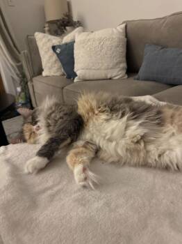Domestic Long Hair Cats Available for Adoption - Sweet Pea | PetCurious
