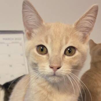Basmati -  Domestic Short Hair Cat for Adoption in Portage, Michigan - Basmati | PetCurious