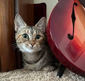 Nala -  Bengal Cat for Adoption in Mears, Michigan - Nala | PetCurious