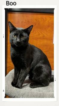 Domestic Short Hair Cats Available for Adoption in Caistor Centre, Ontario - Boo | PetCurious