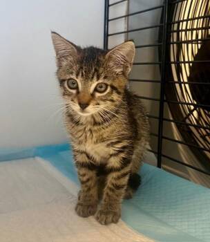 Rescue Domestic Short Hair Cats for Adoption in Winter Haven, Florida - Tommy | PetCurious