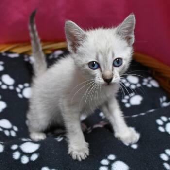 BAC-Stray-142238 -  Siamese Cat for Adoption in Beaumont, Texas - BAC-Stray-142238 | PetCurious