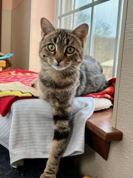Rescue Domestic Short Hair Cats for Adoption in Manchester, Connecticut - Noelle | PetCurious