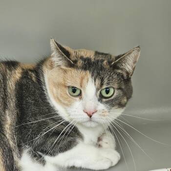 Hazel -  Domestic Short Hair Cat for Adoption in Burlington, Ontario - Hazel | PetCurious