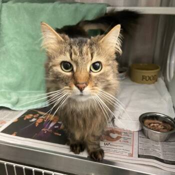 Biscuit Girl -  Domestic Long Hair Cat for Adoption in Pittsburgh, Pennsylvania - Biscuit Girl | PetCurious