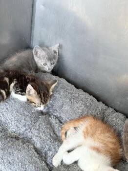 Miles -  Domestic Short Hair Cat for Adoption in Pierceton, Indiana - Miles | PetCurious
