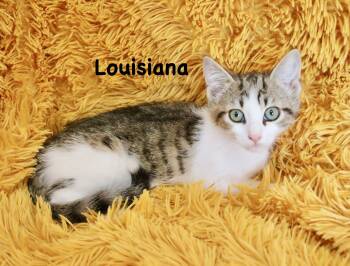 Louisiana -  Turkish Van Cat for Adoption in St. Augustine, Florida - Louisiana | PetCurious