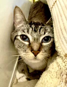 Spicy Shrimp -  Domestic Short Hair Cat for Adoption in Boise, Idaho - Spicy Shrimp | PetCurious
