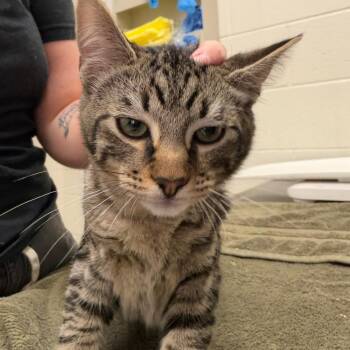 Piloncillo -  Domestic Short Hair Cat for Adoption in Murray, Utah - Piloncillo | PetCurious