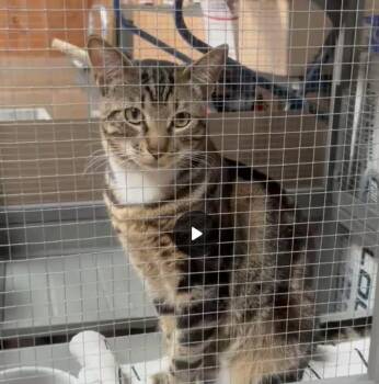 Domestic Medium Hair Cats Available for Adoption - Theodore*Creative Pets | PetCurious