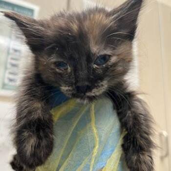 Domestic Short Hair Cats Available for Adoption in Las Vegas, Nevada - CANDY | PetCurious