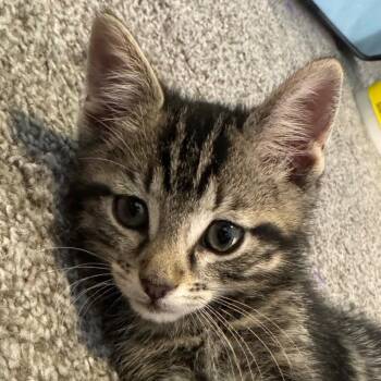 Buzz -  Domestic Short Hair Cat for Adoption in Franklin, Tennessee - Buzz | PetCurious