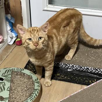 Garfield -  Domestic Short Hair Cat for Adoption in Westport, Connecticut - Garfield | PetCurious