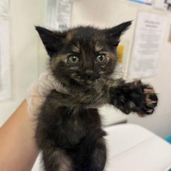 Saint Patties Day -  Domestic Medium Hair Cat for Adoption in Charleston, West Virginia - Saint Patties Day | PetCurious
