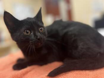 Domestic Short Hair Cats Available for Adoption in Aliquippa, Pennsylvania - CARL | PetCurious