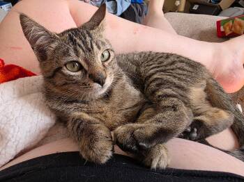 Venus Fly Trap -  Tabby and Domestic Short Hair Cat for Adoption in Columbia, South Carolina - Venus Fly Trap | PetCurious