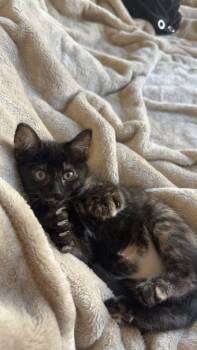 Tortoiseshell Cats Available for Adoption - Crumbled Black Crayon | PetCurious