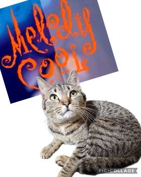 Tabby and Tiger Cats Available for Adoption - Melody Cool-LAP CAT | PetCurious
