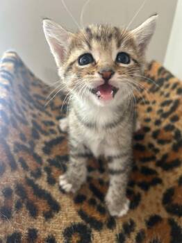 Bert    (rg) -  Domestic Short Hair Cat for Adoption in White Bluff, Tennessee - Bert    (rg) | PetCurious