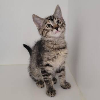 Marble -  Domestic Short Hair Cat for Adoption in Phoenix, Arizona - Marble | PetCurious