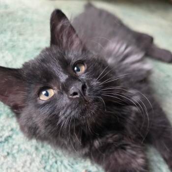 Jasper -  Domestic Long Hair Cat for Adoption in Oshkosh, Wisconsin - Jasper | PetCurious
