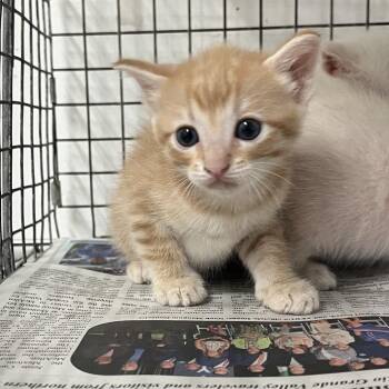 Ozzy -  Domestic Short Hair Cat for Adoption in Edinburg, Texas - Ozzy | PetCurious