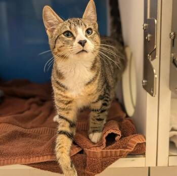 TOADETTE -  Domestic Short Hair Cat for Adoption in Camarillo, California - TOADETTE | PetCurious