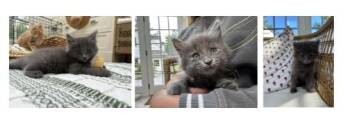 Poseidon (FCID 6/23/26-11 West Chester foster)KDC -  Domestic Short Hair Cat for Adoption in Greenville, Delaware - Poseidon (FCID 6/23/26-11 West Chester Foster)KDC | PetCurious
