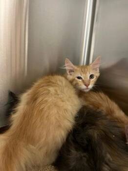 Yosemite -  Domestic Medium Hair and Domestic Short Hair Cat for Adoption in Roseville, California - Yosemite | PetCurious