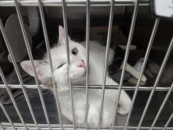 GONZALO GONZALEZ -  Domestic Short Hair Cat Available for Adoption in Omaha, Nebraska - GONZALO GONZALEZ | PetCurious