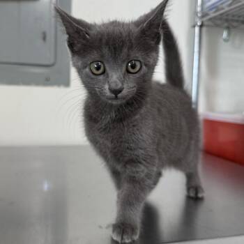Keylime -  Domestic Short Hair Cat for Adoption in Tulsa, Oklahoma - Keylime | PetCurious