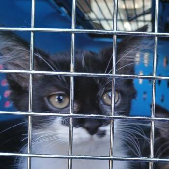 Domestic Short Hair Cats Available for Adoption in New York, New York - Cleo 2 | PetCurious