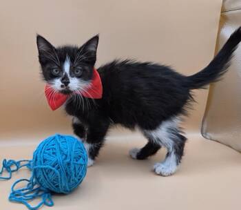 Domestic Short Hair and Tuxedo Cats Available for Adoption in Mobile, Alabama - Claw | PetCurious